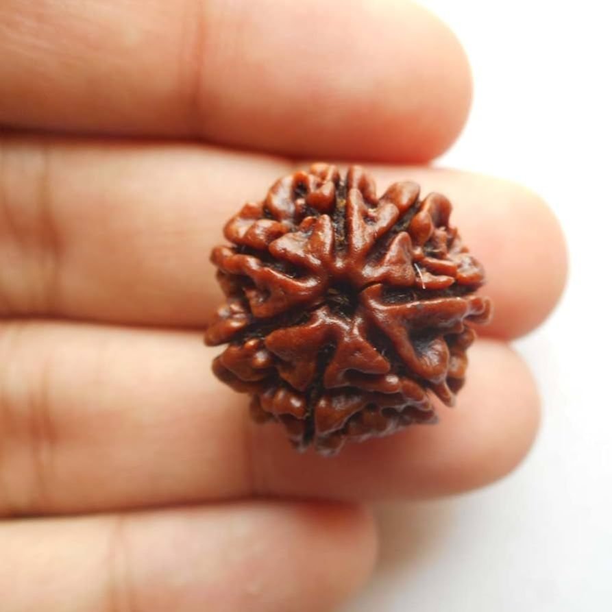 Nepal Original Rudraksha